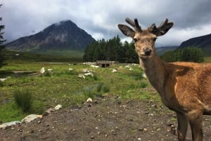 Edimburgo: Loch Ness, passeio panorâmico, Glencoe e excursão de um dia com whisky