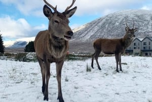 Edinburgh: järvet, linnat, Glencoe, Coos & Ylämaat -kierros