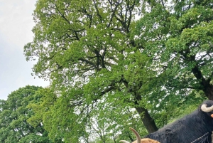 Edimburgo: Alquiler de coches de lujo con conductor y kilometraje ilimitado