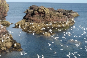 Edimburgo: Tour privato a piedi con guida