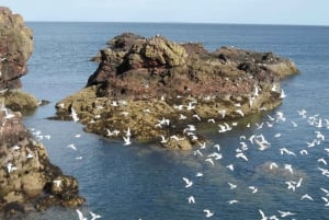 Edinburgh: Private Guided Walking Tour