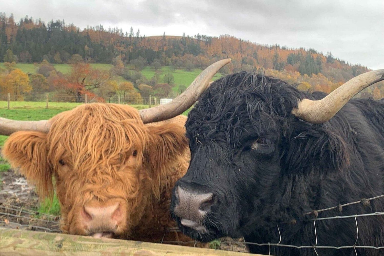 Edinburgh: Privat dagstur til højlandet og Loch Ness