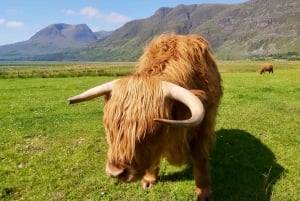 Edimburgo: Tour particular de um dia ao Castelo de Stirling e Loch Lomond