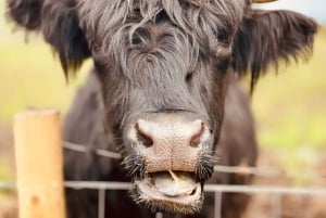 Эдинбург: частная однодневная экскурсия в замок Стерлинг и озеро Лох-Ломонд