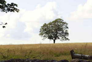 Edimburgo: tour della Cappella di Rosslyn e del Vallo di Adriano in spagnolo