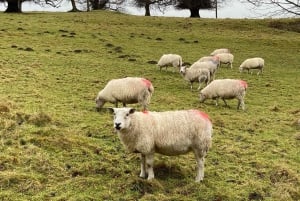 Edinburgh: St. Andrews and Fife Day Trip with Sheepdog.