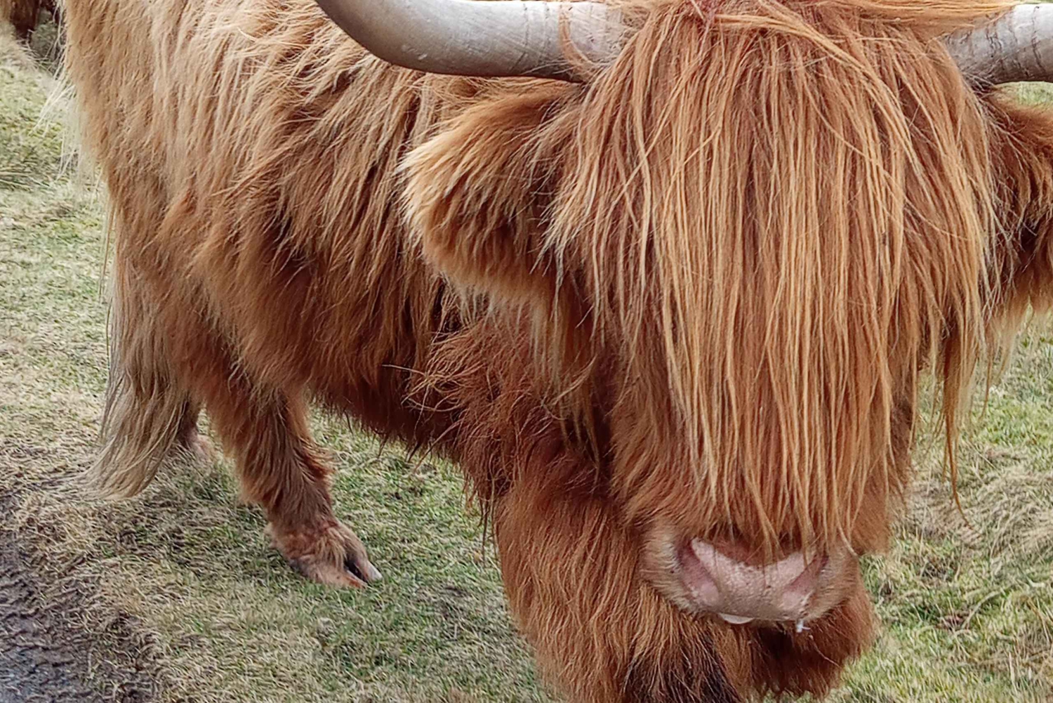 Fra Edinburgh: Stirling, Highlands og Loch Ness 5-dagers tur