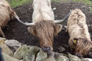 Из Эдинбурга: 5-дневный тур по Стерлингу, Хайленду и Лох-Нессу