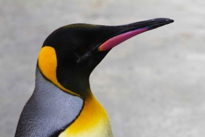 Edinburgh Zoo Entrance Ticket
