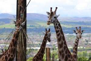 Edinburgh Zoo Entrance Ticket
