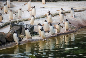 Edinburgh Zoo Entrance Ticket