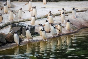 Eintrittskarte für den Zoo von Edinburgh