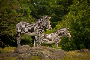 Edinburgh Zoo Entrance Ticket