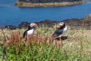 Desde Edimburgo Excursión de 4 días a las Islas Mull, Iona y Staffa