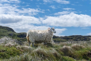 Desde Edimburgo Excursión de 4 días a las Islas Mull, Iona y Staffa