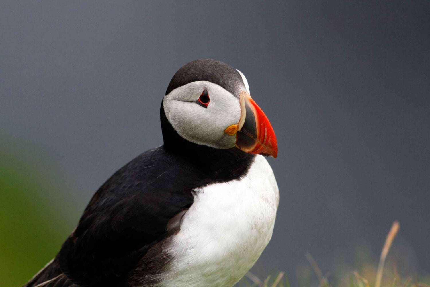 Fra Edinburgh: 4-dages tur til Mull, Iona, Staffa og papegøjeøerne