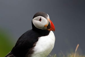 Da Edimburgo: Tour di 4 giorni di Mull, Iona, Staffa e le isole Puffin