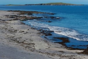 Ab Edinburgh: 6-tägige Shetland & Nothernmost Explorer