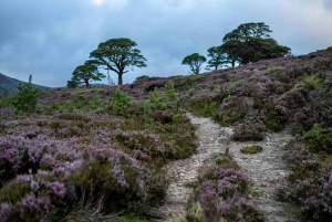 De Edimburgo: Cairngorms Mountain Hike Viagem de 1 dia com Guia