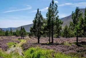 De Edimburgo: Cairngorms Mountain Hike Viagem de 1 dia com Guia