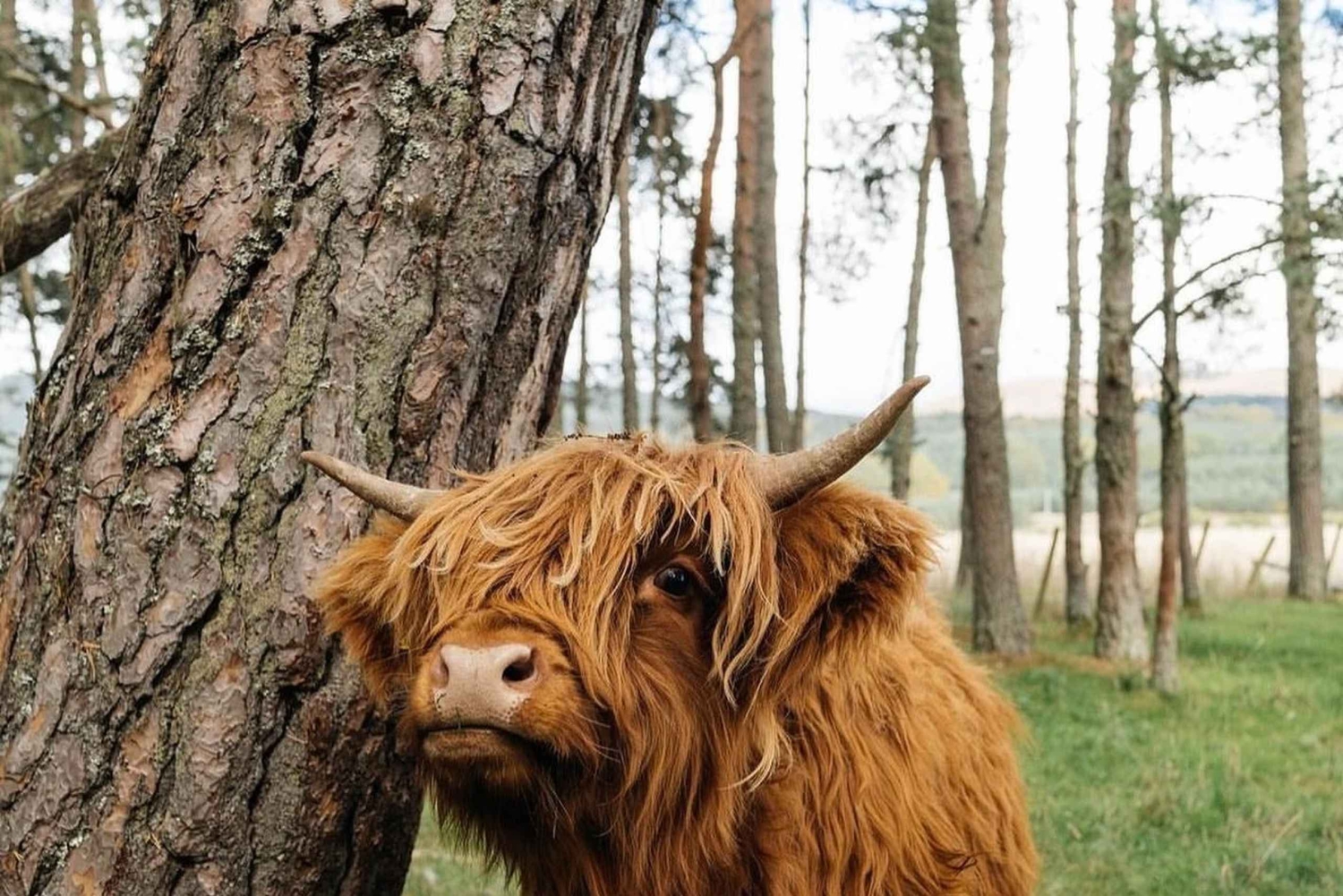 Vanuit Edinburgh/Glasgow: 3-daagse rondreis door Isle of Skye & Highland