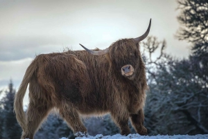 Vanuit Edinburgh/Glasgow: 3-daagse rondreis door Isle of Skye & Highland