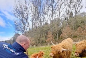 Vanuit Edinburgh: Glenfinnan, Fort William en Highland Koeien