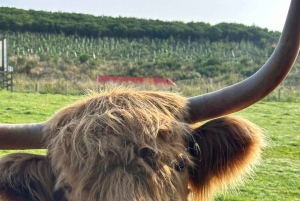 From Edinburgh: Isle of Skye and Hogwarts Express 4-Day Trip