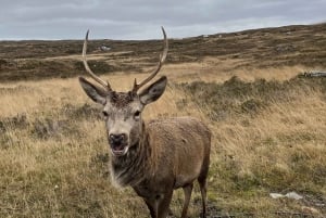 Au départ d'Édimbourg : Excursion d'une journée au Loch Ness et dans les Highlands