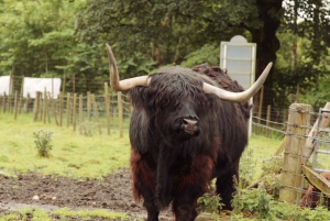From Edinburgh: Loch Ness and Highlands Tour in Spanish