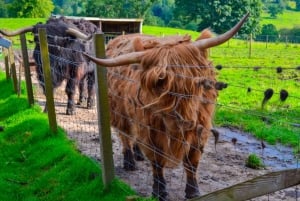 Vanuit Edinburgh: tour Loch Ness, Glencoe en Inverness