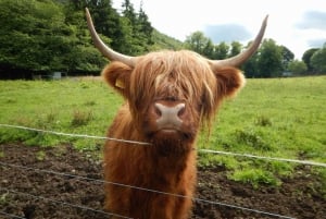 From Edinburgh: Scottish Highlands & Isle of Skye 5-Day Tour