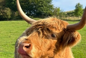 Z Edynburga: 5-dniowa wycieczka po szkockich Highlands i wyspie Skye