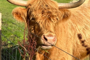 Fra Edinburgh: Stirling Castle, Loch Lomond og whisky-tur