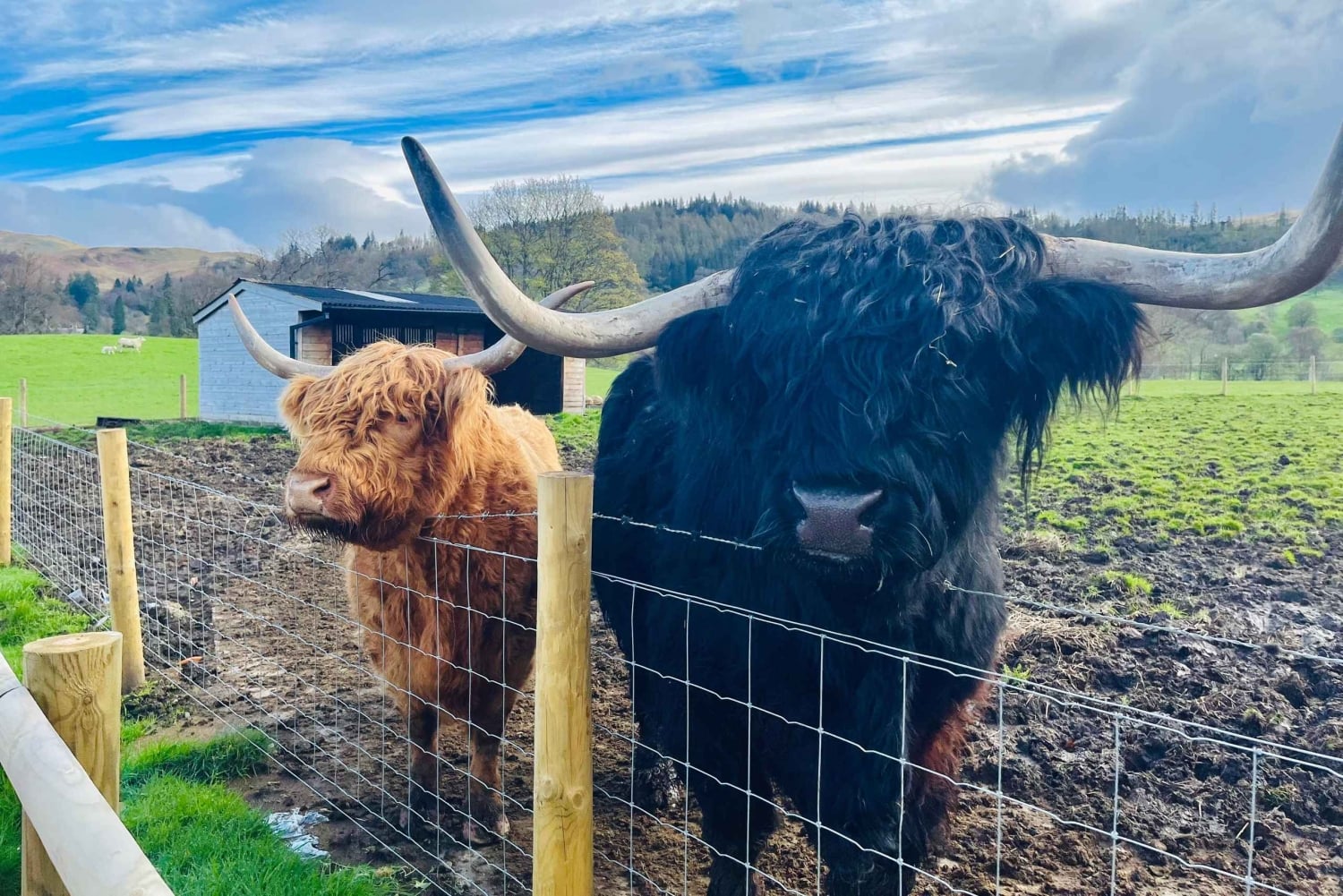 Glasgow'sta: Loch Ness, Glencoe & Ylämaat -päiväkierros