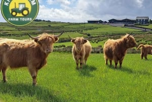 Glasgow: Wycieczka przyczepą z krowami rasy Highland Cow i domowymi wypiekami