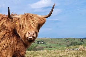 Glasgow: Wycieczka przyczepą z krowami rasy Highland Cow i domowymi wypiekami
