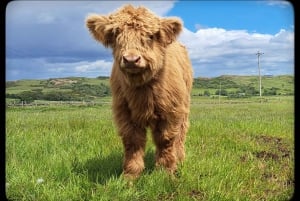 Glasgow: Wycieczka przyczepą z krowami rasy Highland Cow i domowymi wypiekami