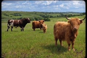 Glasgow: Highland Cow Trailer Tour med hjemmebag