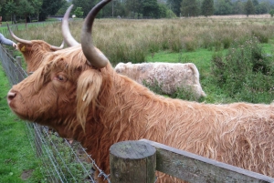 Glasgow, Loch Lomond i Stirling: 1-dniowa wycieczka z Edynburga