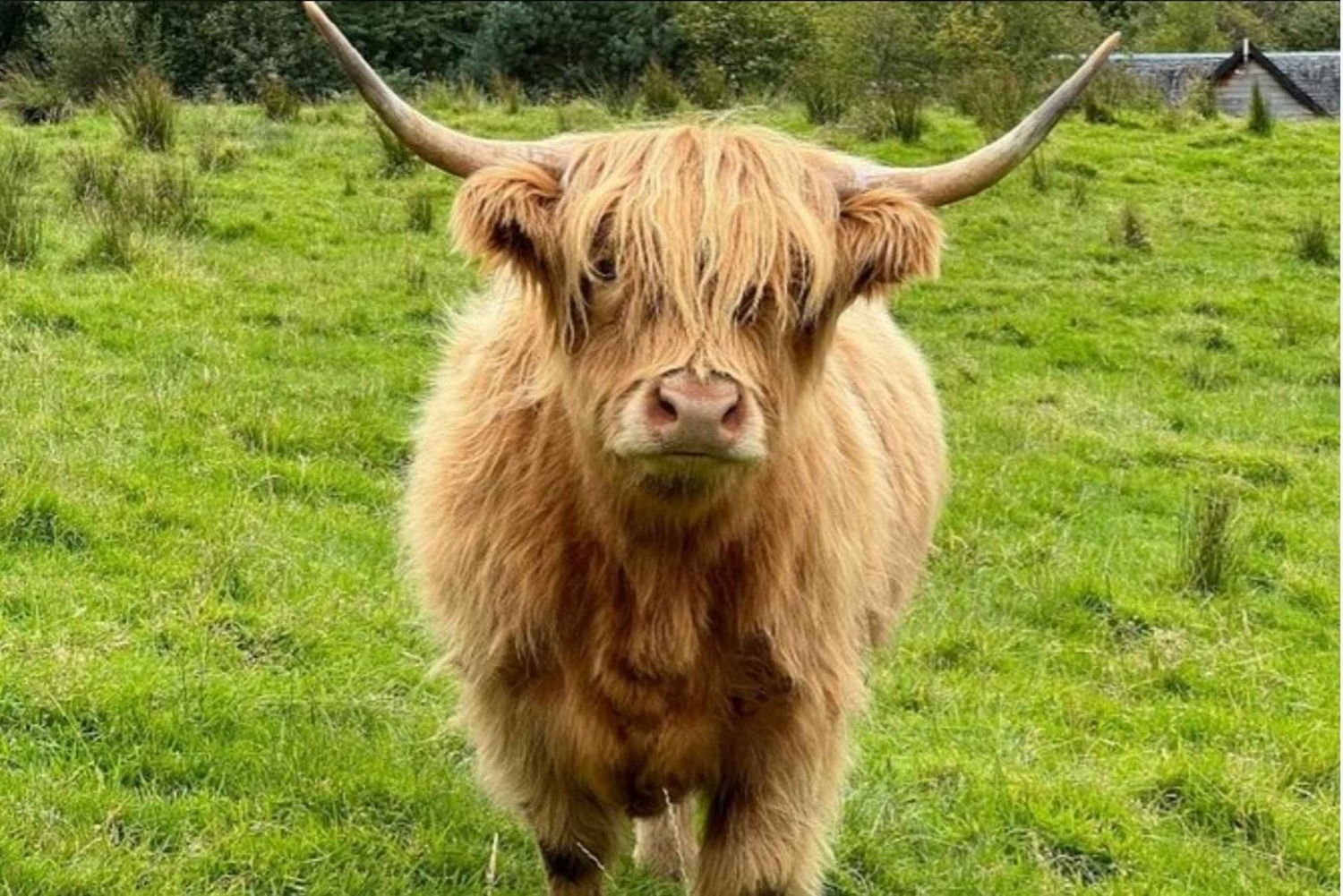 エディンバラ発ハイランド牛グラスゴー大聖堂ケルピーツアー