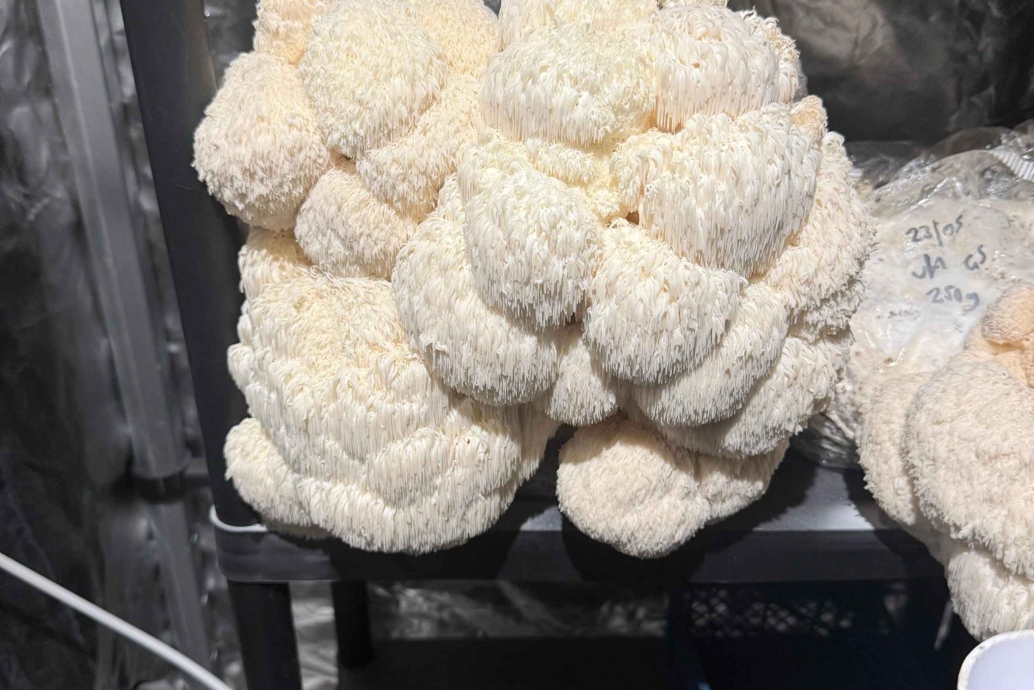 Makars Mushroom Farm Summerhall Tour with DIY Block Making