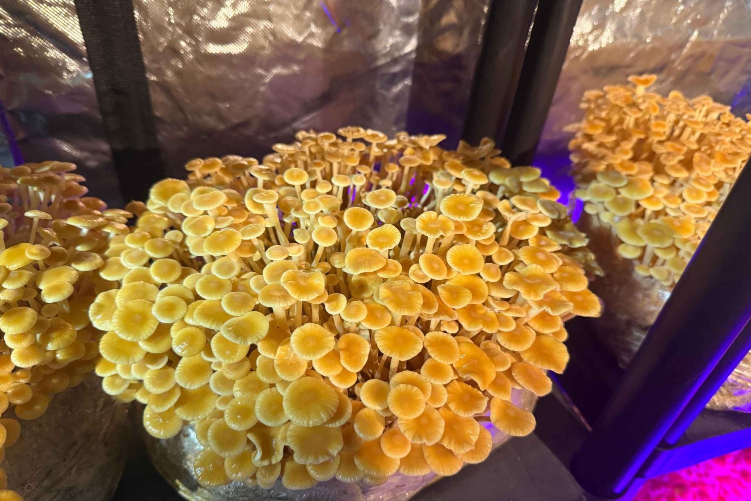 Makars Mushroom Farm Summerhall Tour with DIY Block Making