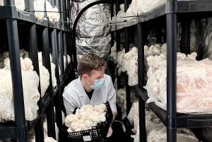 Makars Mushroom Farm Summerhall Tour with DIY Block Making