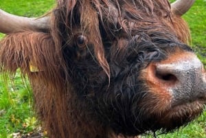 Private Tour von Edinburgh zu den Fischerdörfern von St. Andrews in Fife