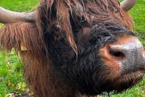 Visite privée des villages de pêcheurs de St Andrews dans le Fife au départ d'Édimbourg