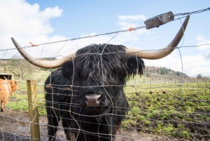 Stirling Castle, Highland Lochs & Whisky Tour fra Edinburgh