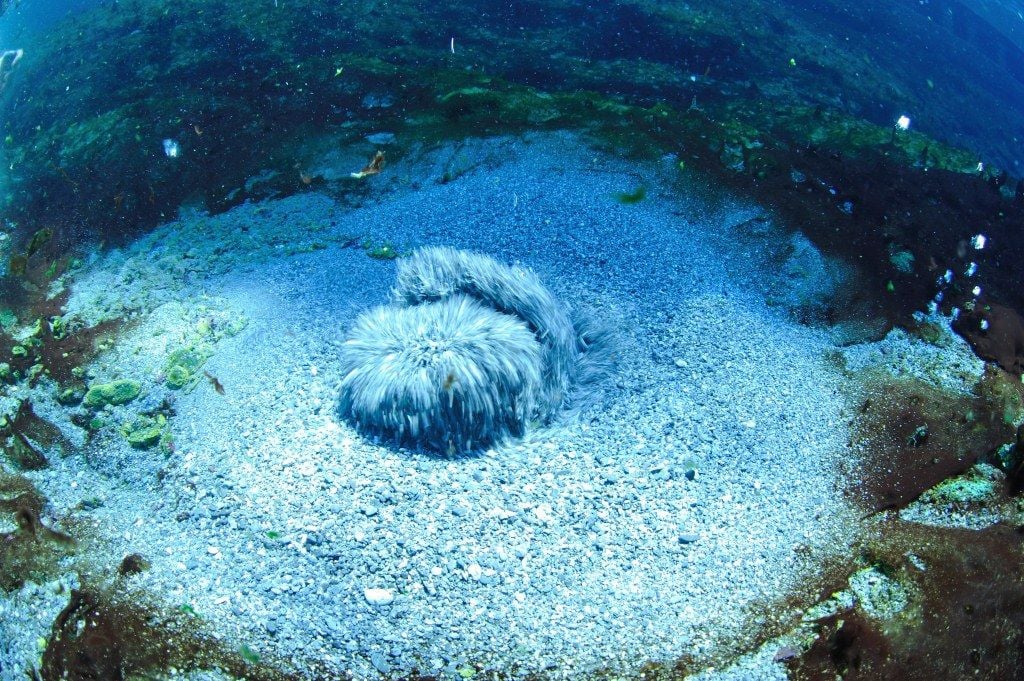 Saturnia spring