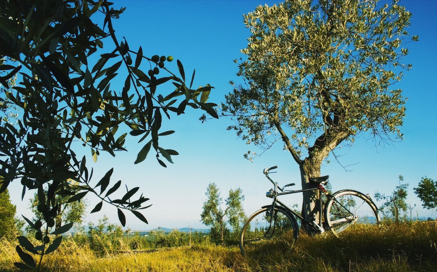 Chianti landscape