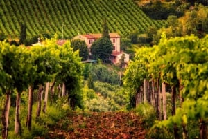 Privat omvisning i 3 Chianti-vinerier fra Firenze eller Siena